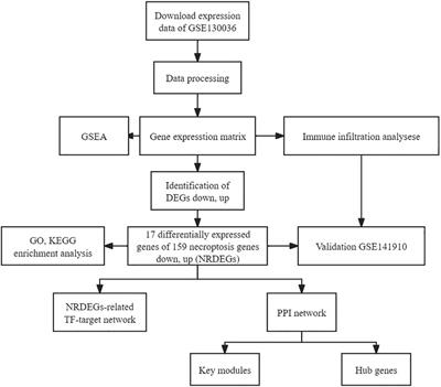 Necroptosis and immune infiltration in hypertrophic cardiomyopathy: novel insights from bioinformatics analyses
